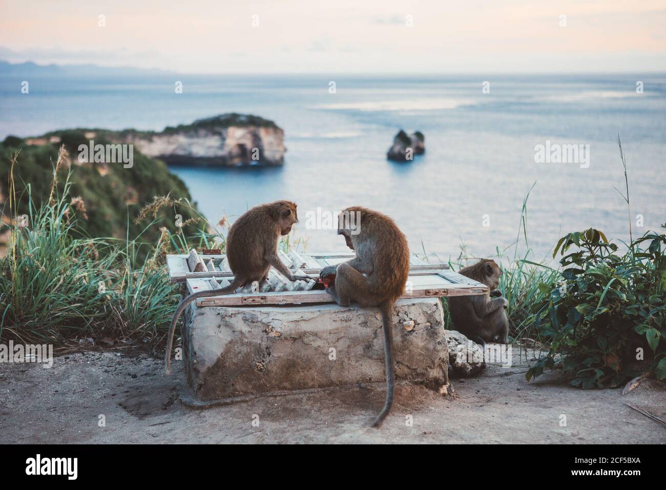 Small group of tropical macaques exploring fence on coastal cliff ...