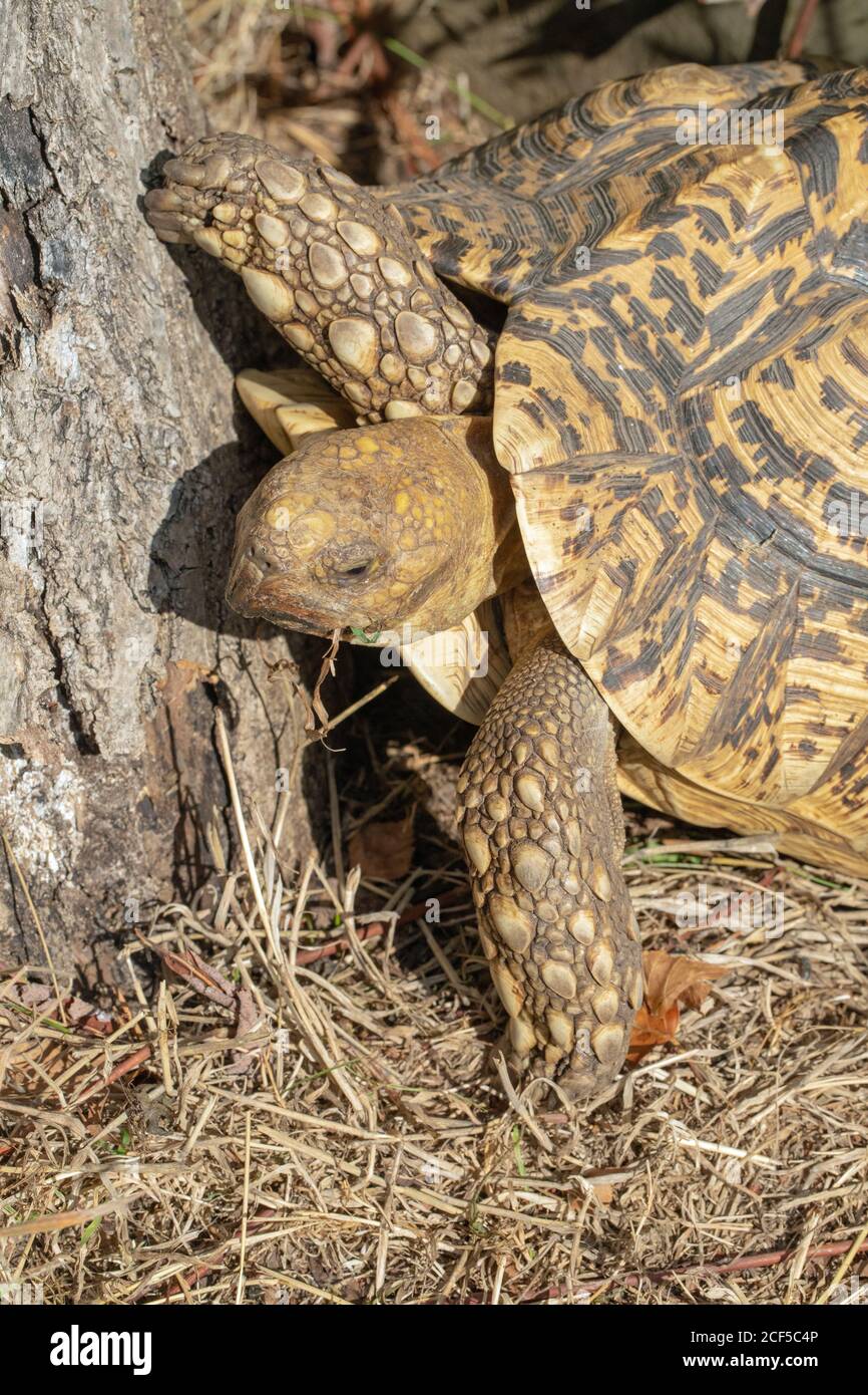 Leopard Tortoise (Stigmochelys  pardalis). Morning temperature with rising temperature enables, cold blooded,ectothermic testudine, reptile activity. Stock Photo