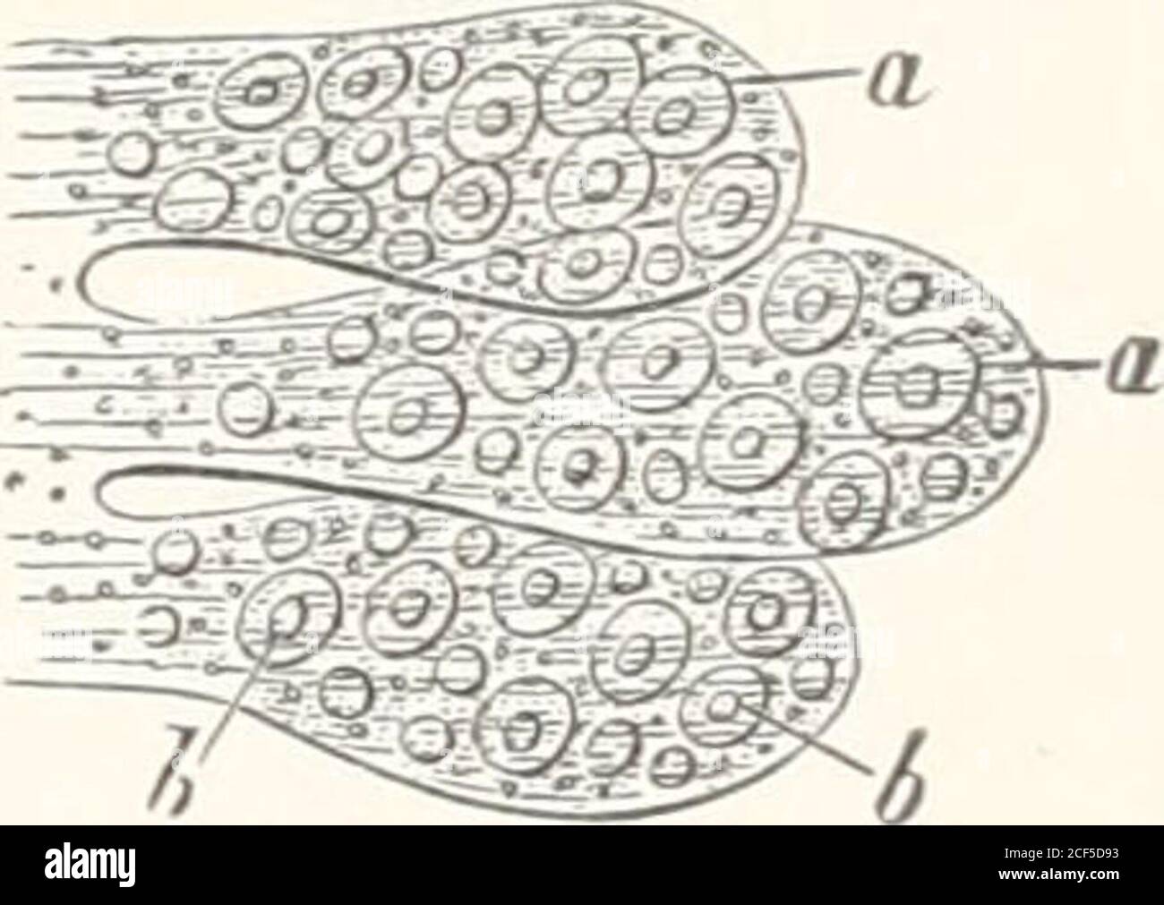 . The microscope and its revelations. his organ, in the insect, or ...