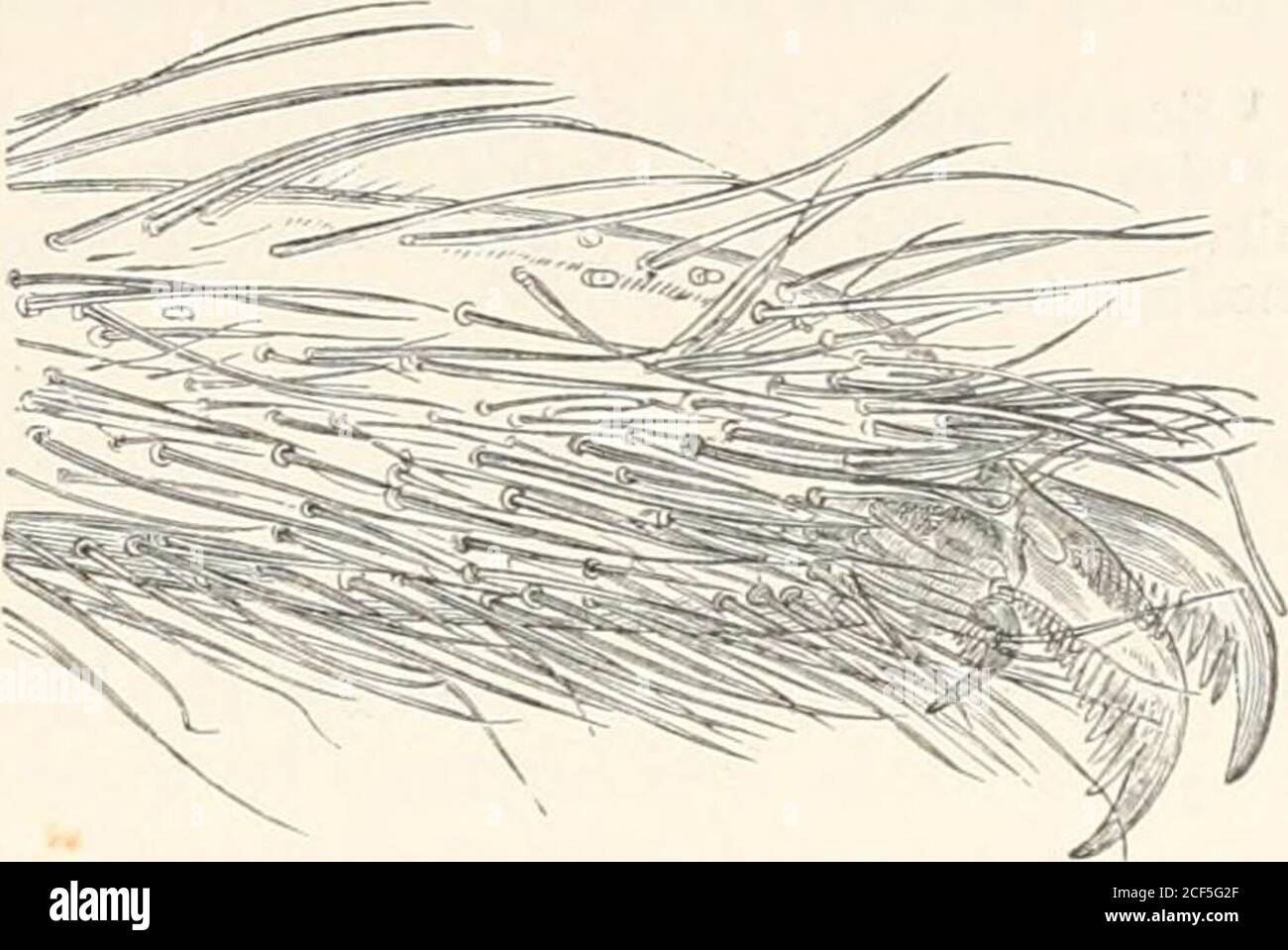 . The microscope and its revelations. e. and is lesscomplicated than ...