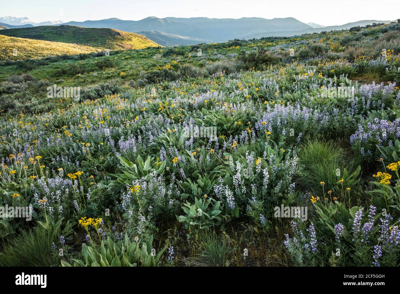 Grass and lupine cover the hillside in Spring along Lewis Butte trail in the Methow Valley outside Winthrop, Washington. Stock Photo