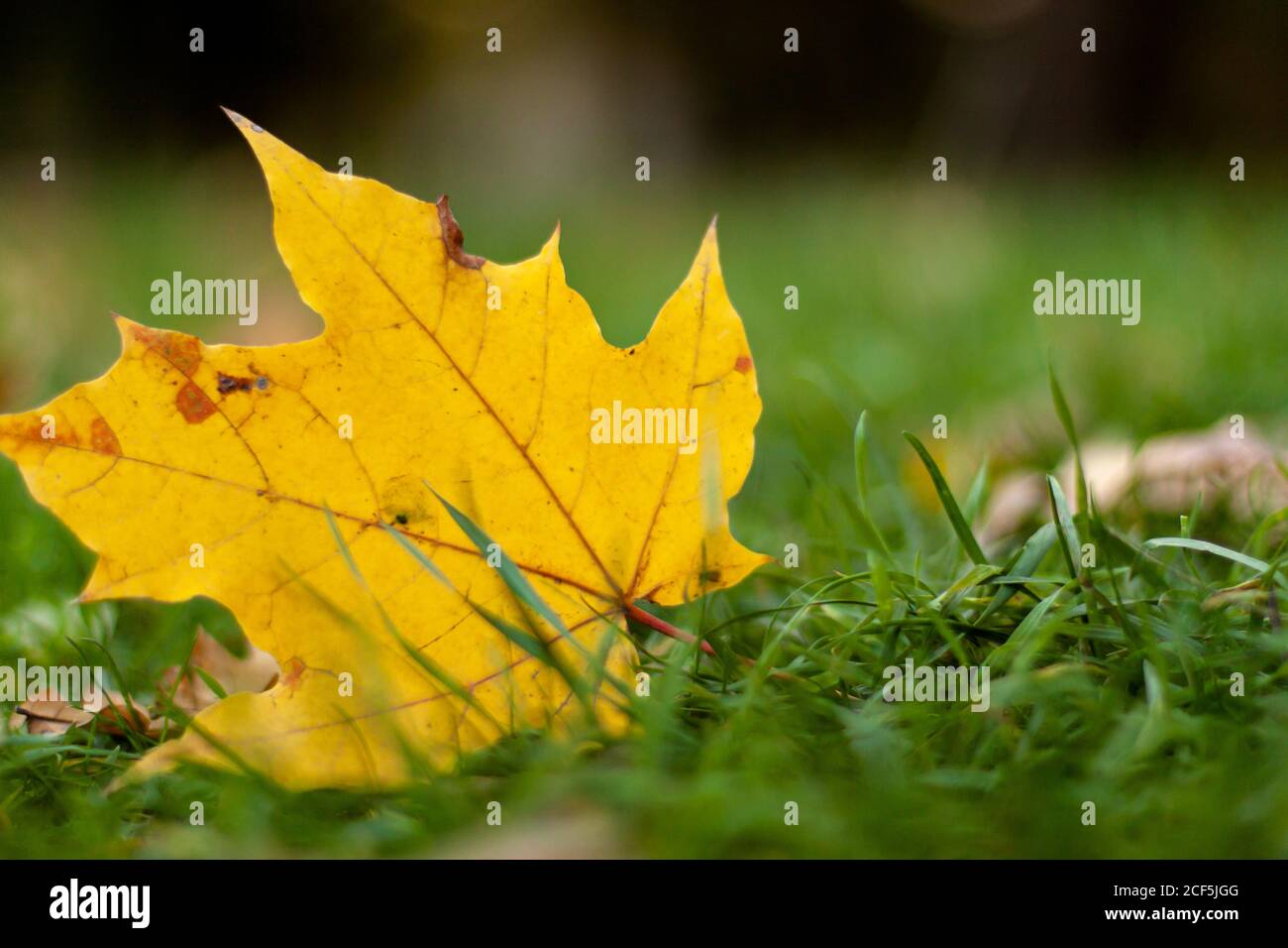 Autumn landscape of falling natural yellow orange leave on green grass bokeh. Blurred background and banner concept with copy space Stock Photo