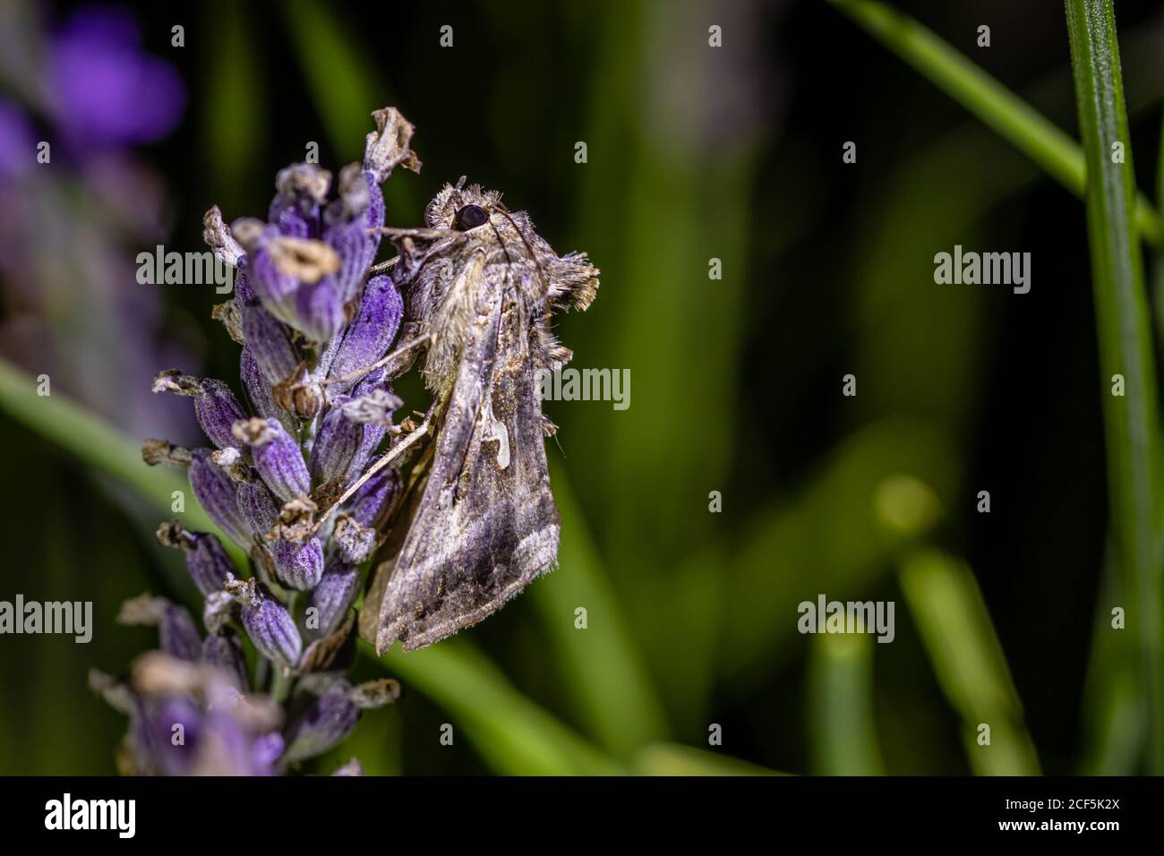 Turnip moth hires stock photography and images Alamy