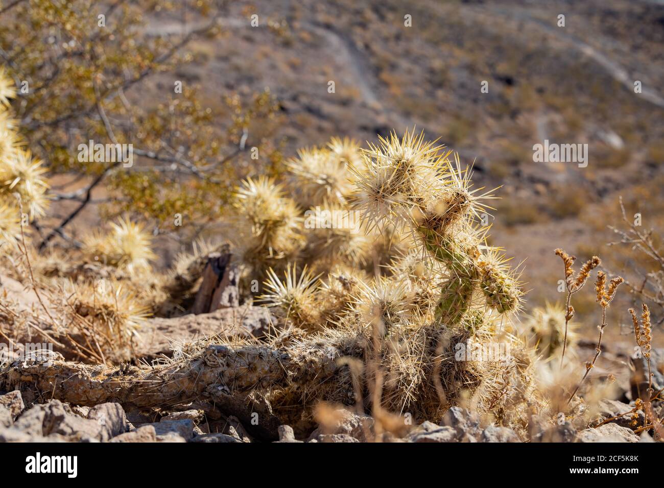 Close up shot of Silver cholla on the Amargosa Trail Stock Photo