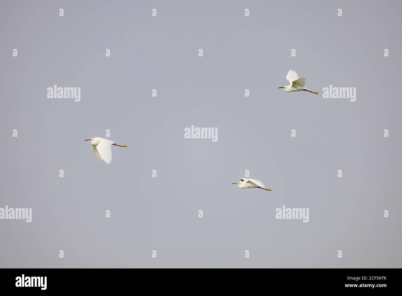 Close up shot of Snowy egret flying in the sky at Henderson Bird Viewing Preserve, Nevada Stock Photo