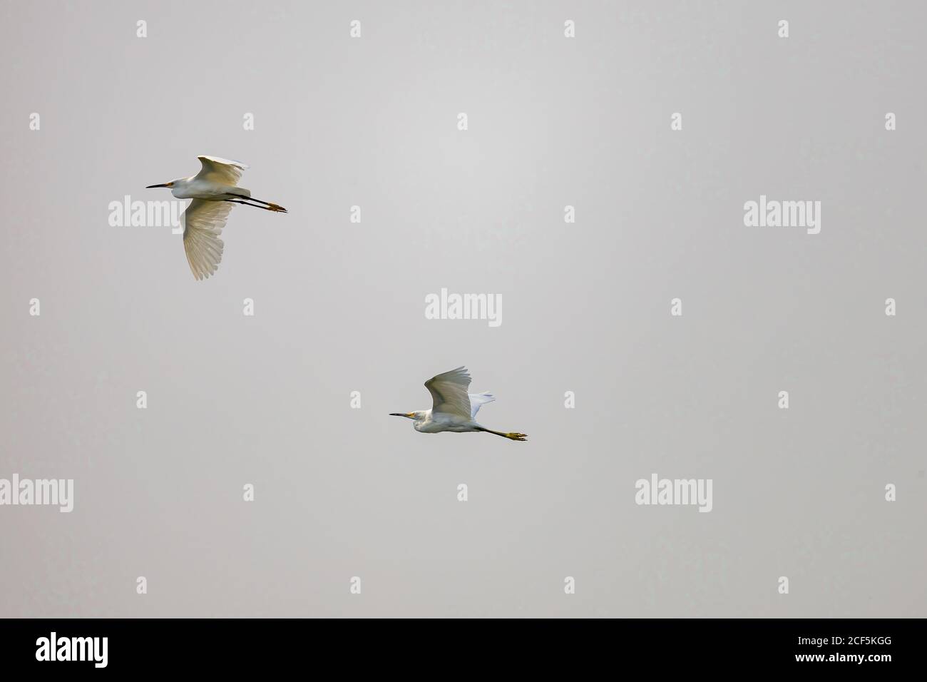 Close up shot of Snowy egret flying in the sky at Henderson Bird Viewing Preserve, Nevada Stock Photo