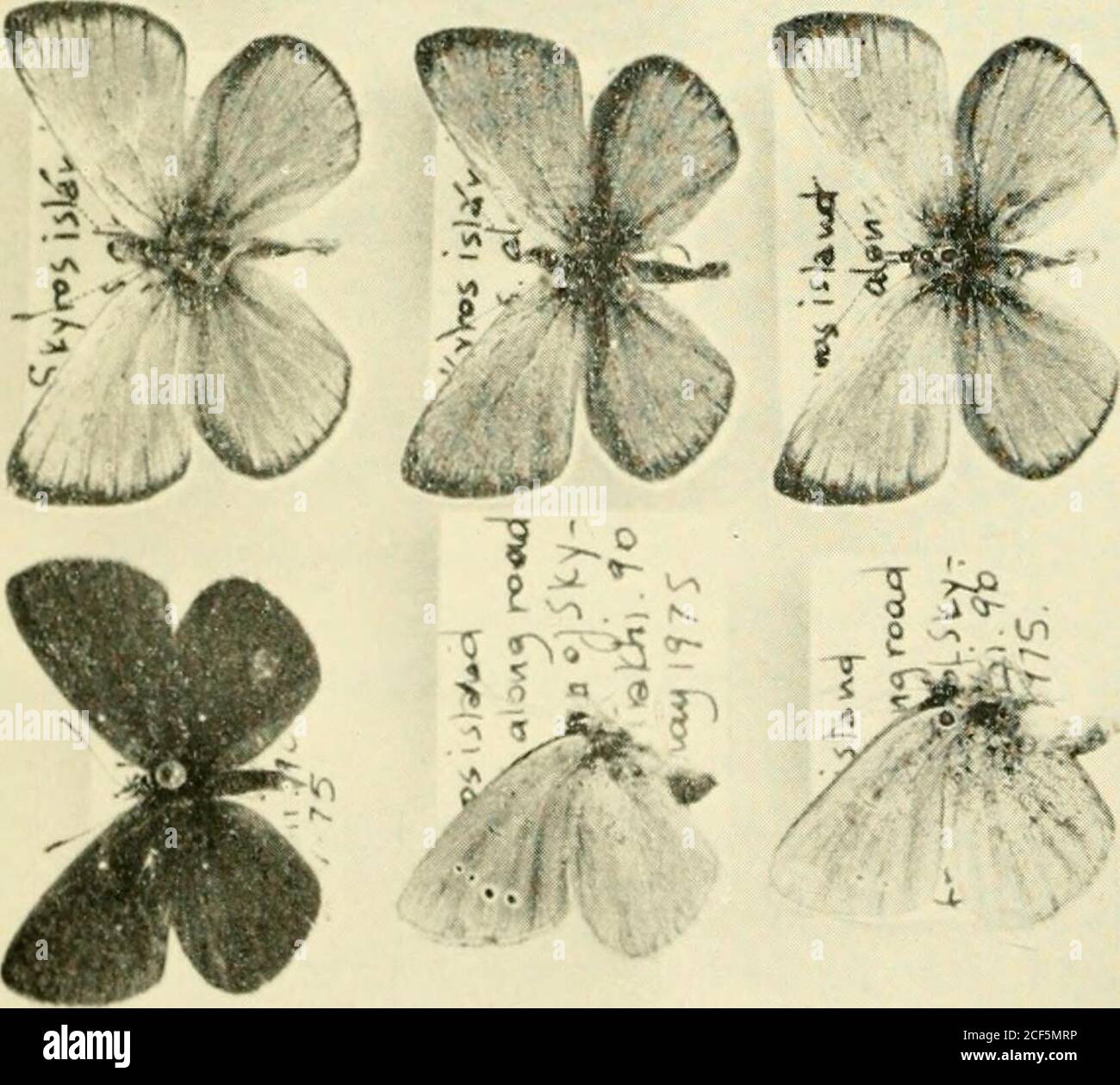 . The Entomologist's record and journal of variation. E fl ? •*• =3B .v , • ? ,1 &lt;s o . t 4 -0. O 4) ^ ^ 2^ D £t3 Q 35 c g.gS-SS § g.* rr D 3 C a) D. • 9 « a. « 3 a• 3 u u 3 a „ &gt;, 0 &gt;&gt;2 2 &gt;.«o csii am 4&gt; -C JS2 0) Q. cs n- 1 u| g uS-^ • ? rr, ? . oo &lt;N -h GO ™ &lt; !H E E E E E E E E c 5 33 Spring Butterflies on the Island of Skyros, GreeceBy John G. Coutsis, M.Arch.* The island of Skyros is situated in the Aegean sea atapproximately 39 degrees of latitude north and 25 degrees oflongitude east and has an area of about 200 square kilometres.It is separated from the Greek m Stock Photo