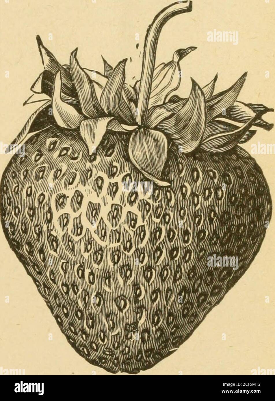 Guide To Hardy Fruits And Ornamentals Picking The Fruit Is Bright Beauti Ful One Of The Best If Not The Best Formarket We Have But Its Superiorflavor Is What Commends It To