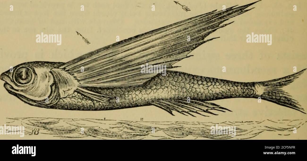 Flexion animal hi-res stock photography and images - Alamy