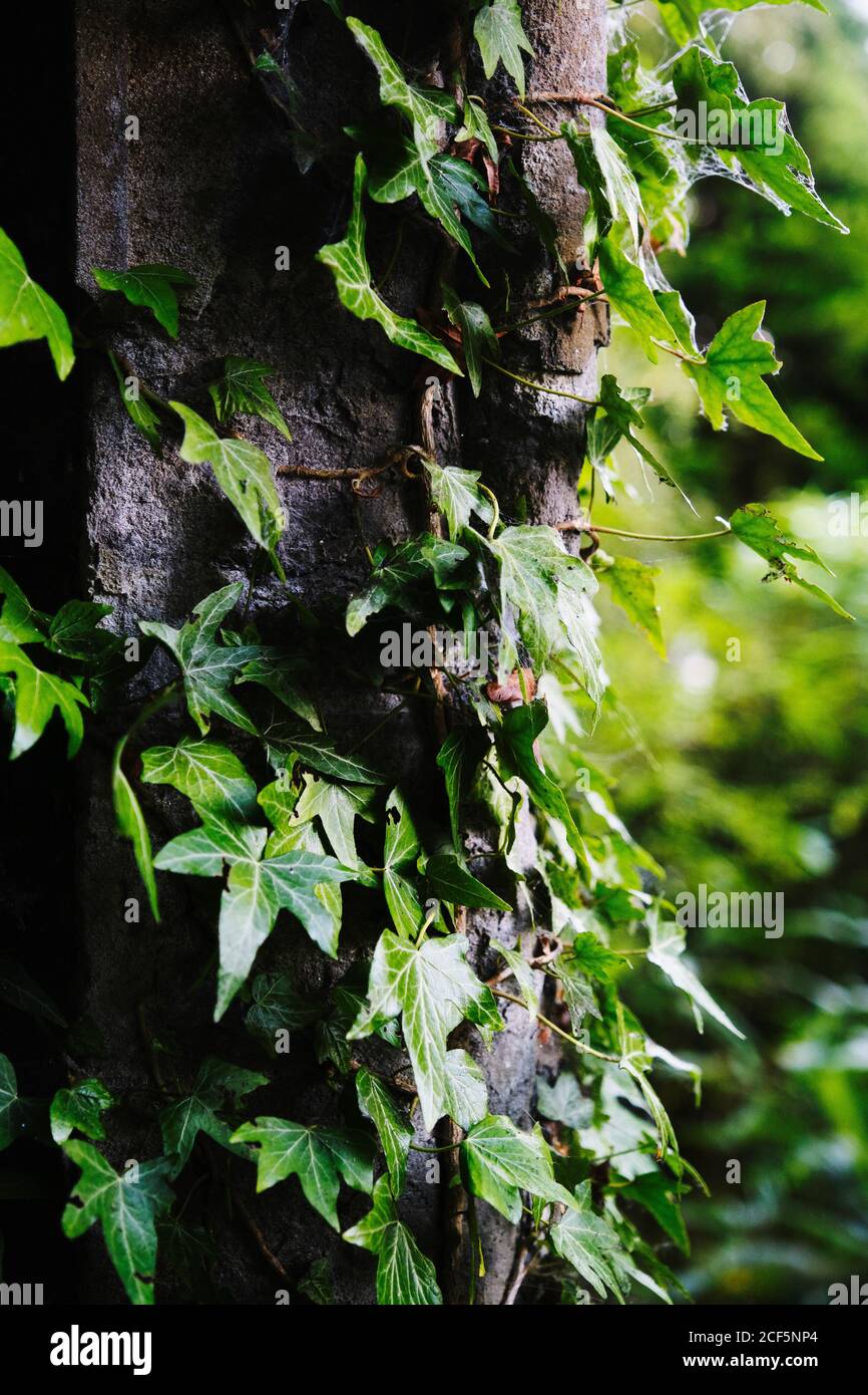 Star shaped green leaves growing on vertical dark grey surface on summer sunny day in afternoon in quiet place Stock Photo