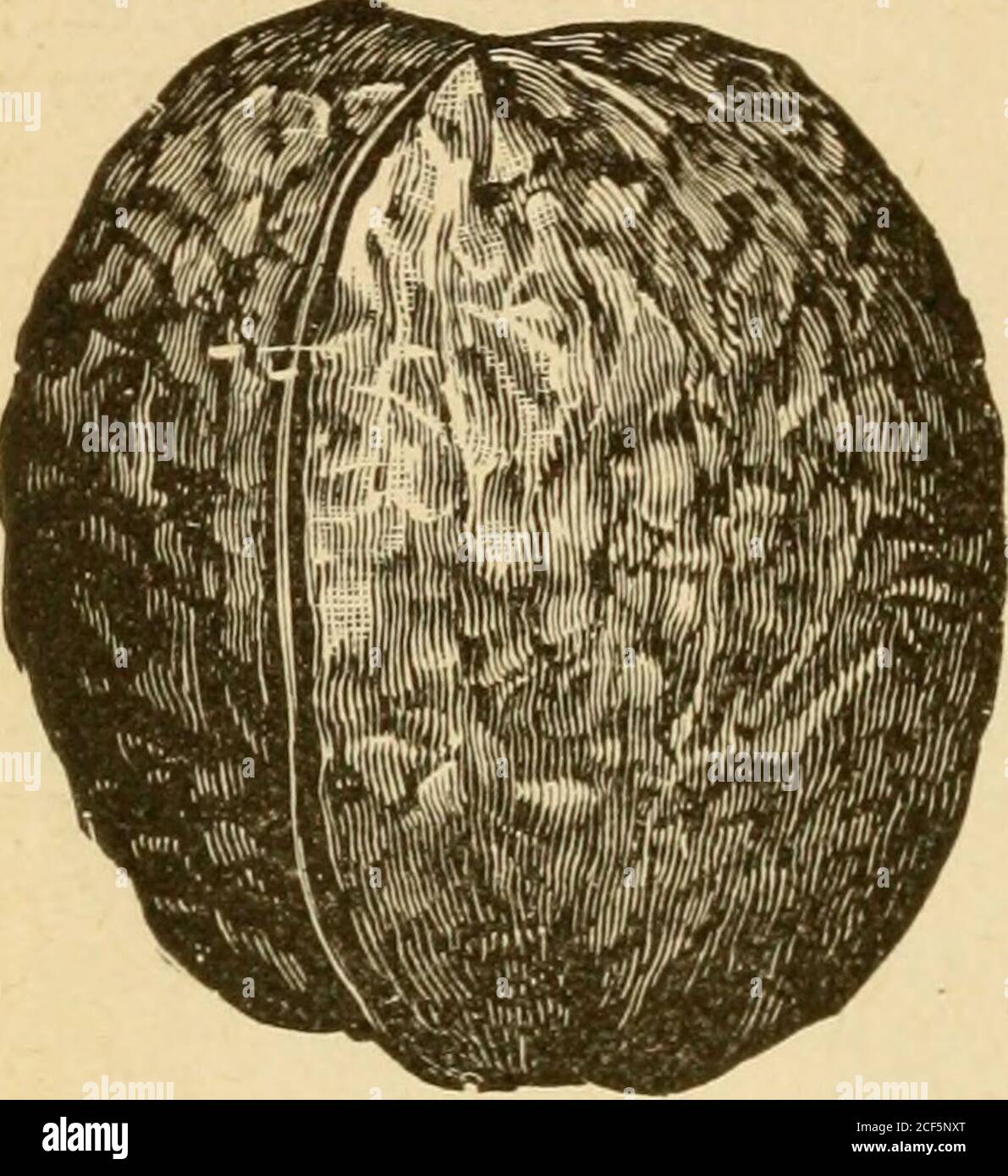 . Guide to hardy fruits and ornamentals. 4^ DWYEKS GUIDE. WALNUTS. Japan Walnut (Sieboldiana).—A
