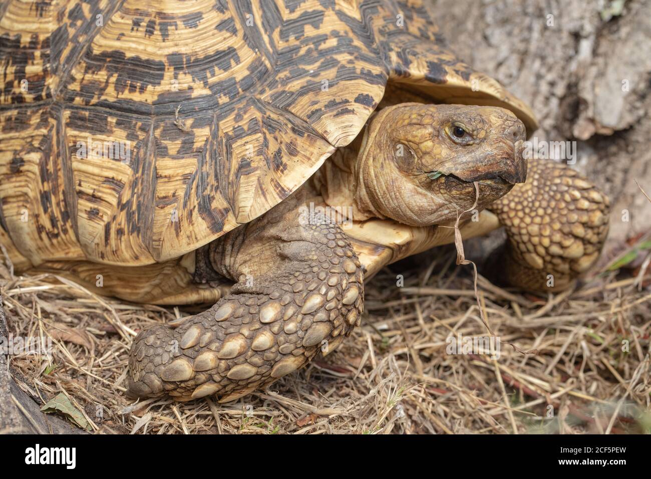 Leopard Tortoise (Stigmochelys pardalis). Foraging for vegetation food. Note heavily scaled front forelimb or leg, of elephantine proportions. Adaptat Stock Photo