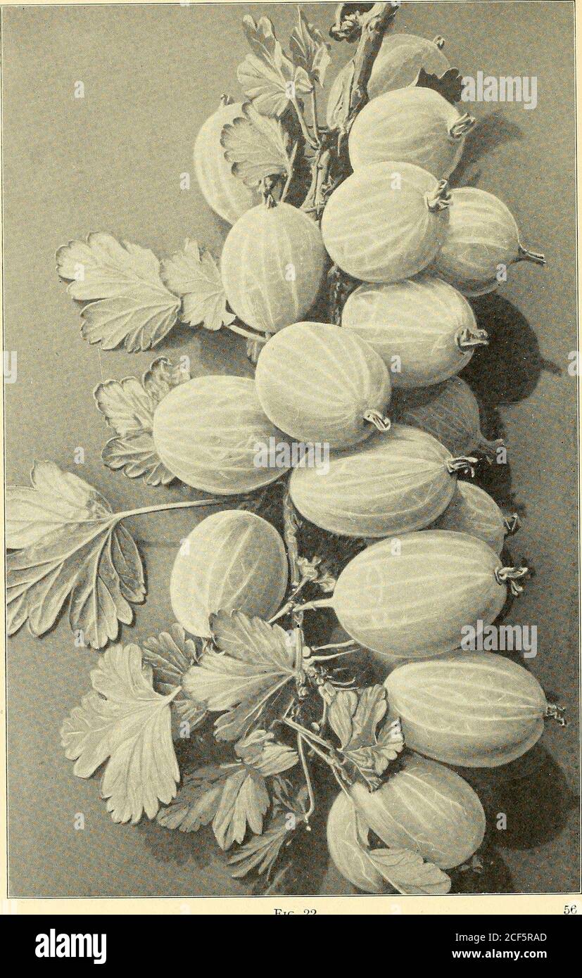. [Fruit culture]. to be less hardy than the Anierican varietiesunder American climatic conditions. A yield of from 200 to 400 bushels of gooseberries to the acreis considered a good crop, although with average yields of 5 to8 quarts per bush, as shown in Table I, and with the bushesplanted 4 ft. X6 ft., the yield would run from 300 to 500 bushelsper acre. TABLE I AVERAGE YIELD PER BUSH OF EUROPEAN AND AMERICAN VARIETIES OF GOOSEBERRIES Classes and Varieties Average Yield per Bush for 1896 Pounds Average Annual Yield per Bush for 4 Years Pounds European class: Chautauqua Crown Bob Bagwells No. Stock Photo