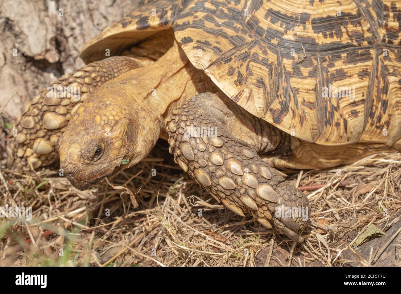 Leopard Tortoise Stigmochelys pardalis. Foraging. Tropical African grasslands dry season availability of green food is minimal. May aestivate, dormancy. Stock Photo