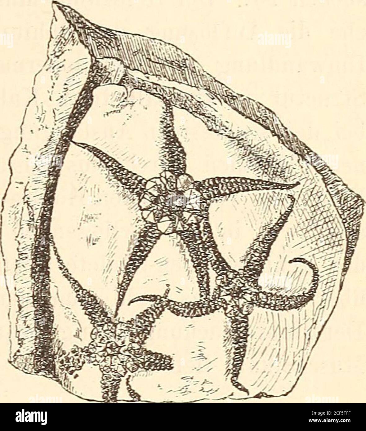 Bookauthorleon High Resolution Stock Photography And Images - Alamy