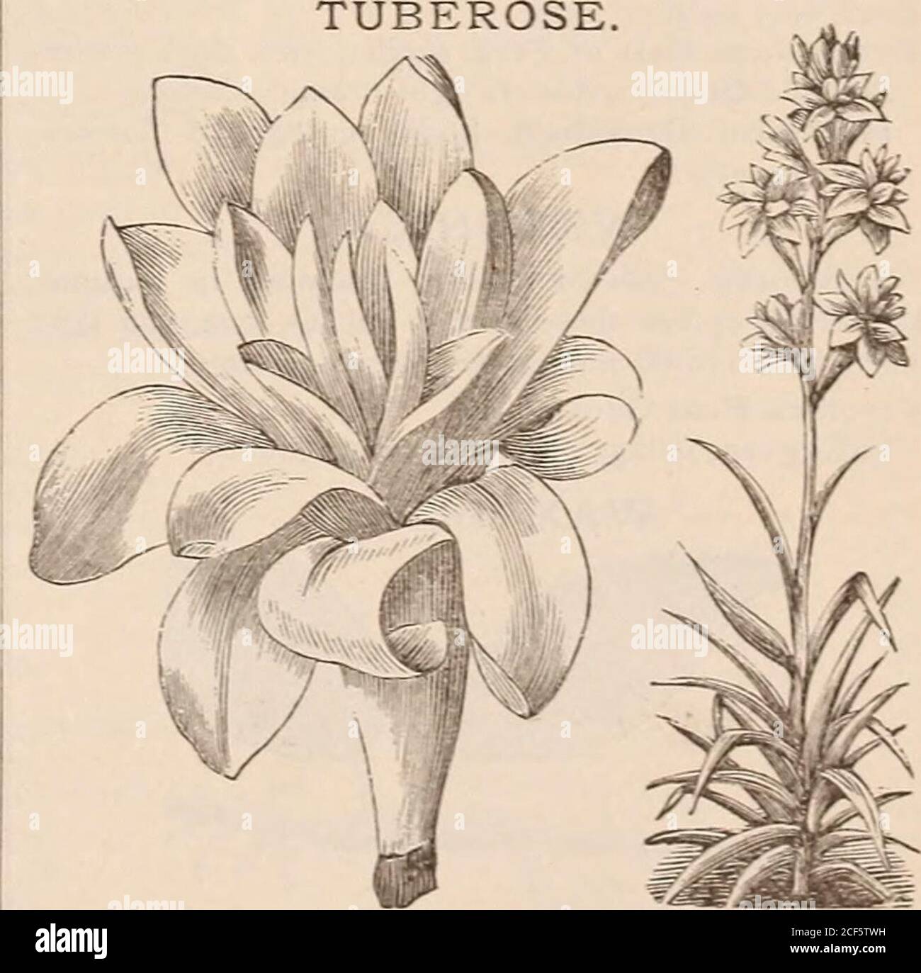. Vick's floral guide. The following varieties of Tradescantia often calledWandering Jew,) have beautifully marked foliage, andare fine for hanging baskets and vases, or for house cul-ture, as they will endure almost any hardship, if liber-ally supplied with water. Tradescantia zebrina, leaves dark green, with a l i-very stripe. 25 cents,multicolor, beautifully striped with white, crimson,and olive green ; sometimes sports. 30 cents each.. The Tuberose is a beautiful, pure white, wax-like,very sweet scented, double flower,growing on tall stems,each stem bearing a dozen or more flowers. In cold Stock Photo
