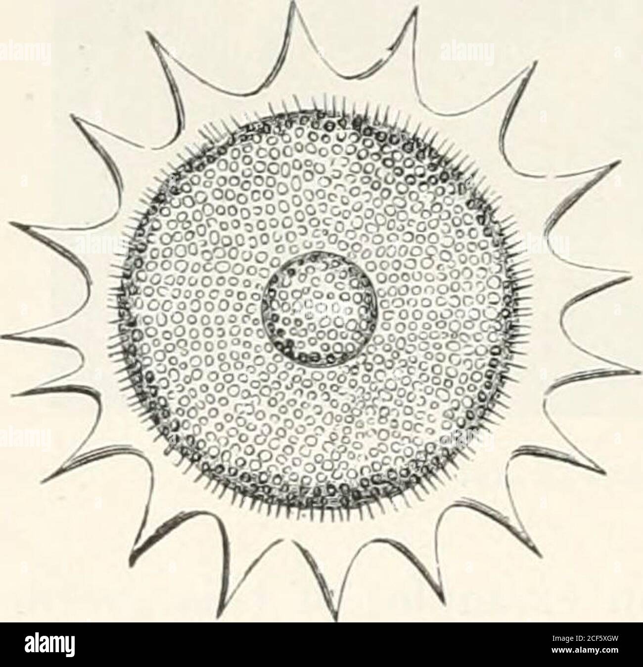Gelatinous membrane hires stock photography and images Alamy