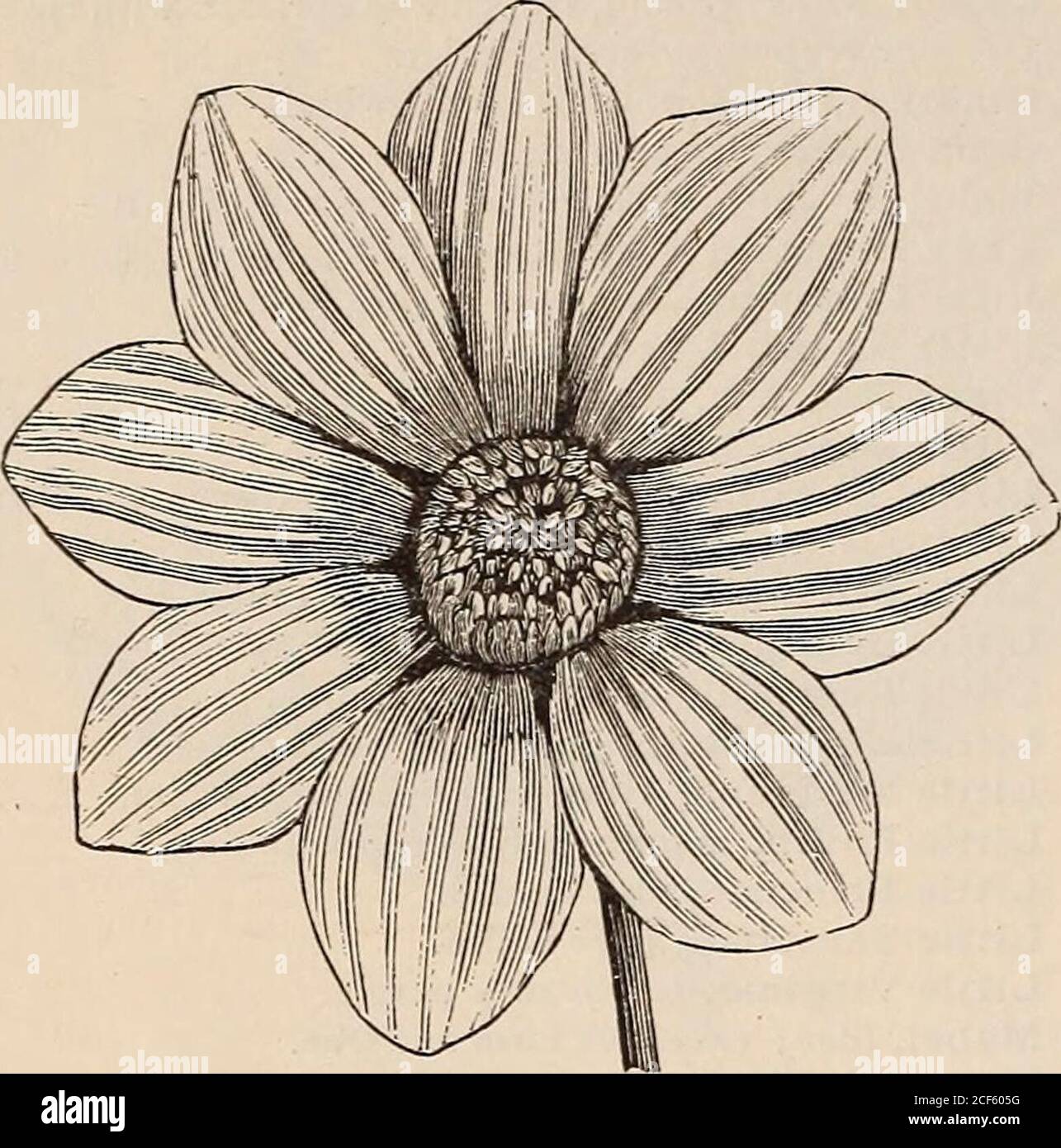 Photos \u0026 images de stock gratuites de daisy | FreeImages, image size:1285x1390