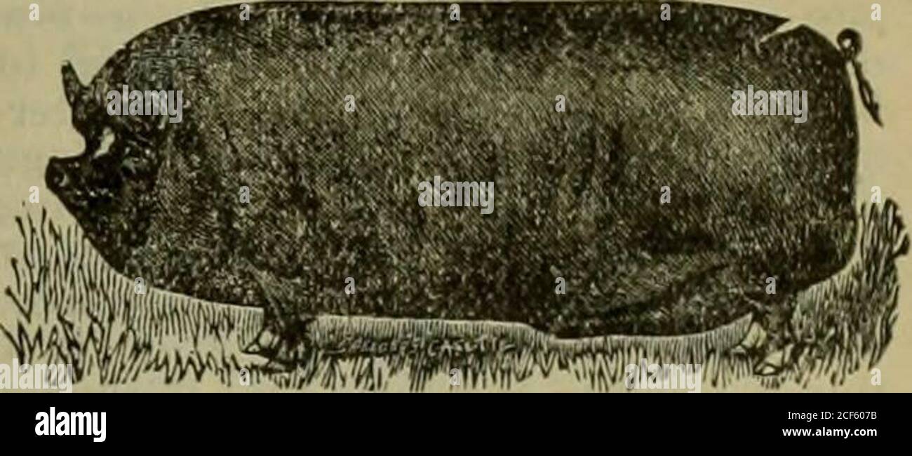 Castrated pig hires stock photography and images Alamy