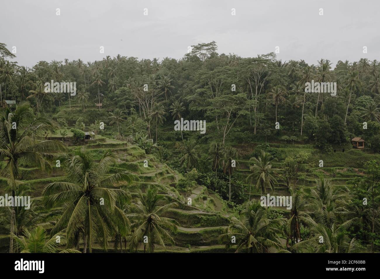 Aerial view of amazing landscape of green rice paddies surrounded by ...
