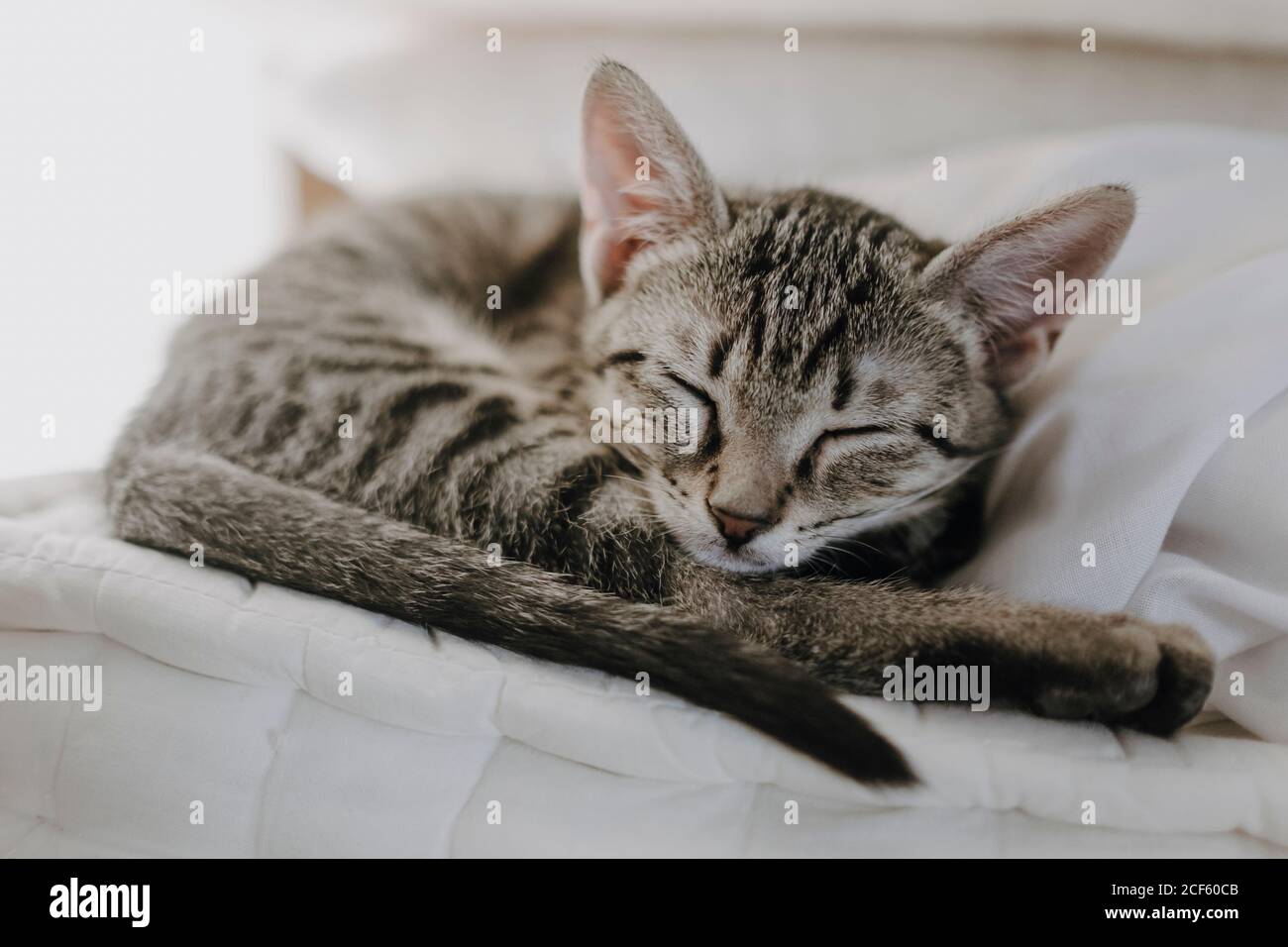 Cute kitten lying on blanket Stock Photo