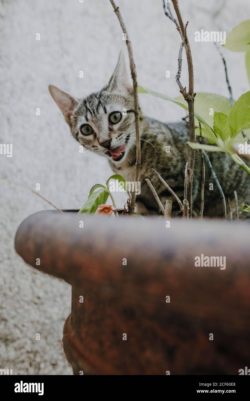 Cute little kitten licking muzzle and looking at camera while sitting in pot and eating plants Stock Photo
