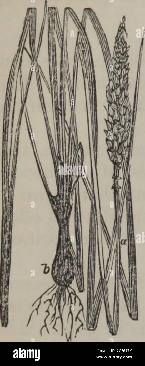 . General therapeutics and materia medica: adapted for a medical textbook (Volume 2). evacuations may be produced in twenty-four hours.) 7. VERATRIA. Yeratria is the active principle of the seeds of Verofruni Sabadilla,V. officinale, Helonias officinalis, and Asagrcea officinalis, which are knownin commerce under the names Cebadilla, Cevadilla, or Sabadilla, and areimported from Vera Cruz and Mexico. They usually occur in com-merce mixed with the fruit of the plant; are two or three lines long;of a black colour, and are shining, flat, shrivelled, winged and elasticseeds. Veratrum Sabadilla bel Stock Photo