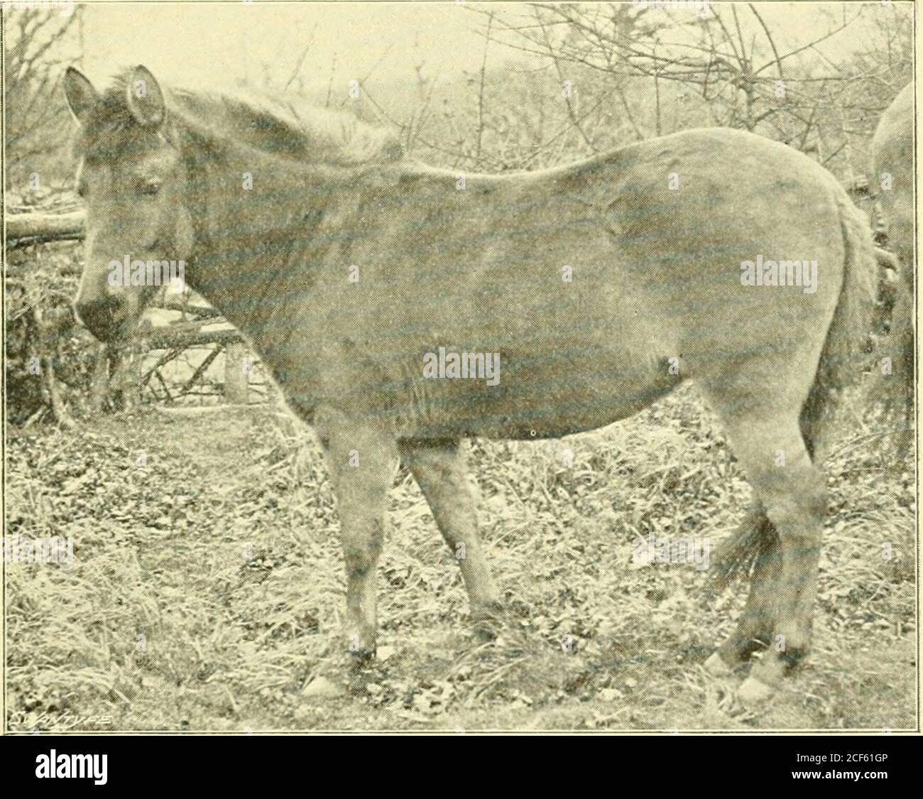 . The Penycuik experiments. ved from longitudinal bands, may in some ...
