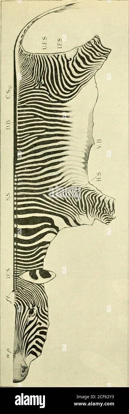 . The Penycuik experiments. s m^ 3 &gt; o .CO ^. &gt; ^^ . Sa.  en 2 13 P ^ .2- IS 2p 82 TELEGONY AND REVERSION. a general plan in their marking. I consider the Somalizebra (Fig. 21) the most primitive of all the zebras. Thisconclusion has been arrived at mainly from a compara-tive study of the markings of zebras. I have examined anumber of skins from Somaliland (one of which was awell-preserved and quite complete foetal skin), numerousBurchells zebra skins, several skins of the mountainzebra, and the Amsterdam, Leyden, London, and Edin-burgh quaggas. The chief difficulty in dealing with zebra Stock Photo