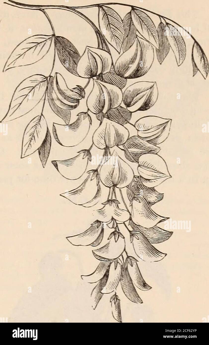 . Vick's floral guide. TheChinese Yam, &lt; Dioscorea Batatas*, may never bedesirable for food, but it certainly makes a very prettyrunning vine, often called Cinnamon Vine, because itsflowers are thought to have a cinnamon fragrance. Itis very desirable for baskets or vases. The tubersare hardy, and may remain in the ground for seve-ral years. The engraving shows the appearance ofa tuber. Chinese Yam. Tubers. 51.50 per dozen • each. 20. The Wistarias are strong and rapid growers, desirablefor trellises, porches, etc. When well established theygrow twenty feet or more in one season. The flower Stock Photo