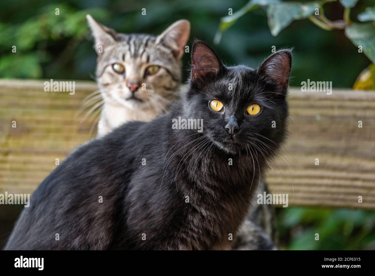 Two young cats outdoor in the garden - black cat and short hair common house cat portrait. Stock Photo