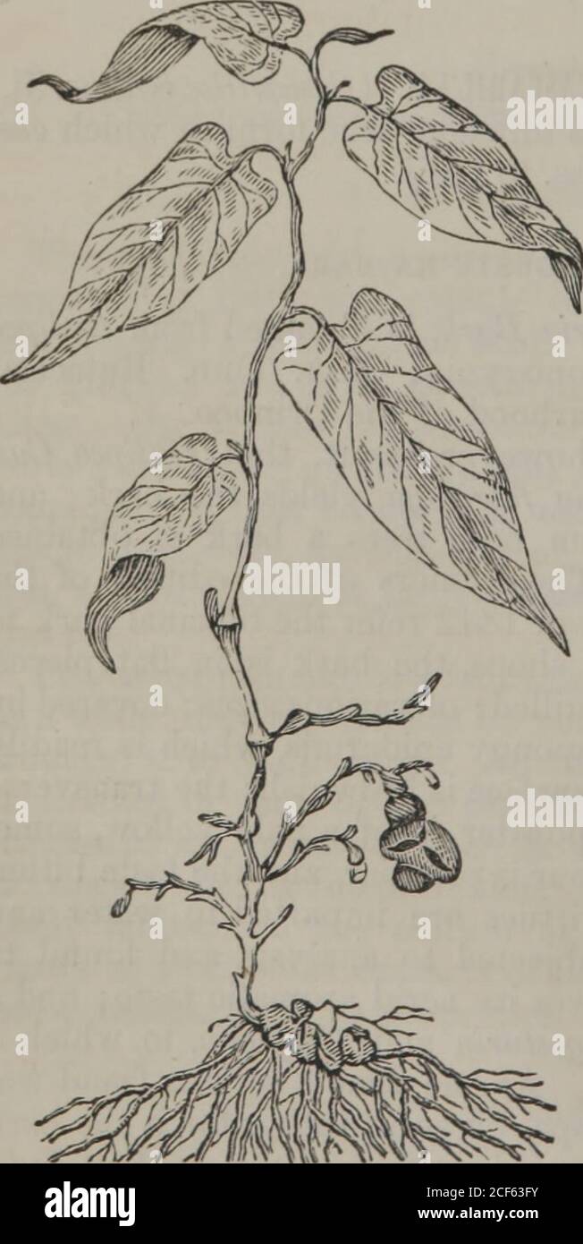 General Therapeutics And Materia Medica Adapted For A Medical Textbook Volume 2 Nd The False Barks Aregiven In A Tabular Form By Dr Pereira August 11 Ra Bark Is A Valuable