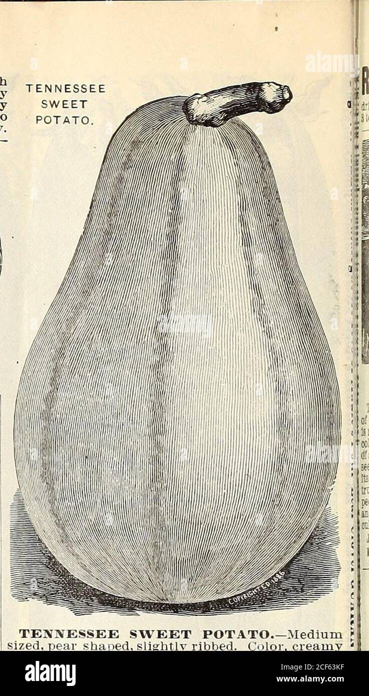 . The Maule seed book for 1905. JAPANESE PIE A high quality pumpkin of Japanese origin. The fiesh is very thick, ofS. rich salmon color, fine grained, dry andsweet. Seed cavity small. Of medium size,early, very productive and a good keeper.Highly desirable as a pie or cooking pumpkin.Pkt., 10 cts.; oz.. 15 cts.; 14 lb., 40 cts.: lb., S1.25. LARGE CHEESE The same as Kentucky Field. A large, round, flattened pumpkin, withbroad ribs. Often attains a diameter of twofeet. Color, creamy buff. The flesh is yellow.•&lt;uperior to ordinary field pumpkin; fit fortable as weil as stock. Packet, 5 cents ; Stock Photo