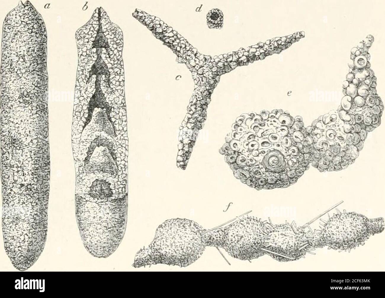 . The microscope and its revelations. ii run Mti /tri/i/ix, AEENACEOUS FORAMINIFERA 8l5 Thurammina papillata (fig. 614, g) a not less remarkable imitation ofthe Orbuline. This last is specially noteworthy for the admirablemanner in which its component sand-grains are set together, thesebeing small and very uniform in size, and being disposed in. such amanner as to present a smooth surface both inside and out (fig. 614, A),whilst there are at intervals nipple-shaped protuberances, in every oneof which there is a rounded orifice. A like perfection of finish is seenin the test of Hormosina glcibu Stock Photo