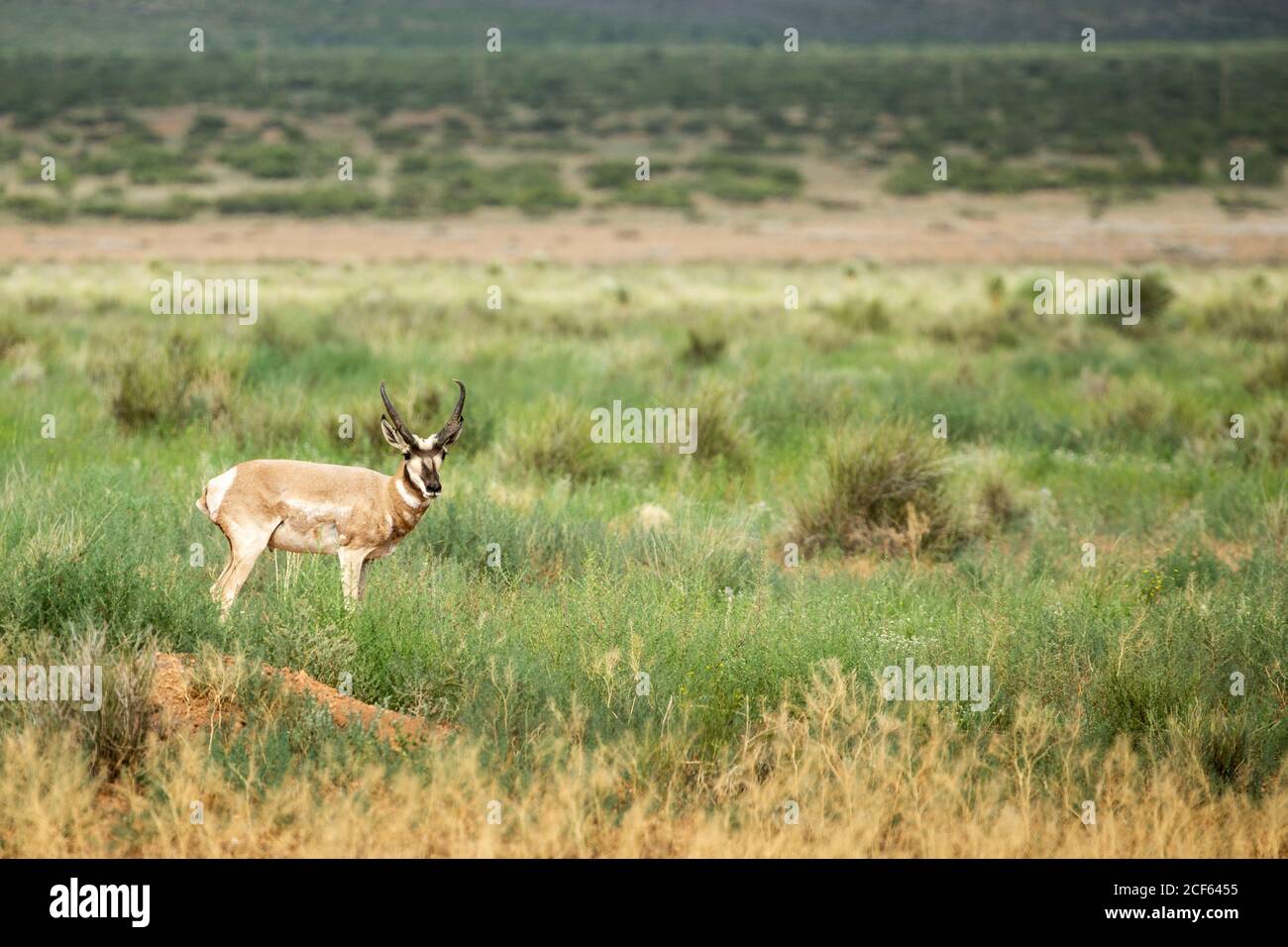 big Pronghorn Antelope alone large male trophy, Antilocapra americana