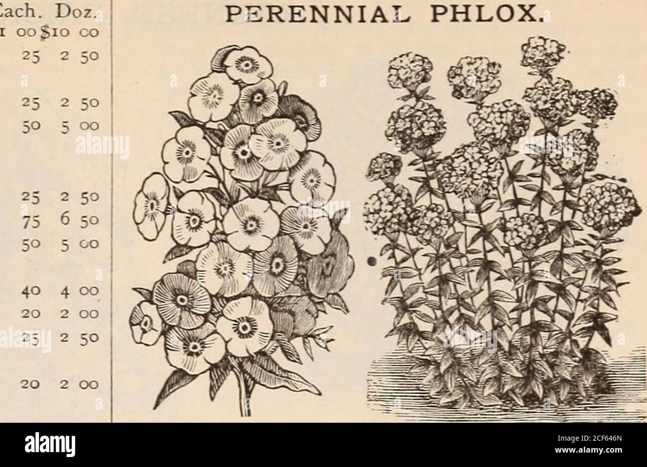 . Vick's floral guide. ther in the spring or autumn. Lily of the Valley, very sweet and graceful; deli-cately hung; per dozen, 50 MULBERRY. The leaves of the Mulberry are used as food for thesilkworm, and the fruit is good. The Russian varietyis a strong, rapid grower, and considered by many avaluable timber tree for the west. Russian Mulberry, dozen, $2.00 ; each, .... 20White, (Morus alba, dozen, $2.00; each . 20 PYRUS JAPONICA. This is one of the most beautiful of our hardy flower-ing shrubs. It makes a splendid lawn plant, and is alsovery showy to plant in a front line of shrubbery. Theflo Stock Photo