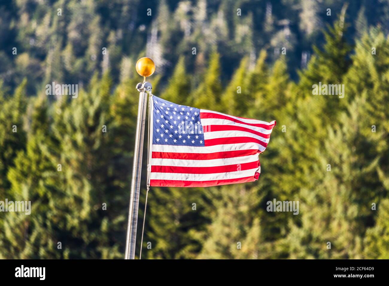 USA flag waving on forest outdoor background. American symbol. Stock Photo