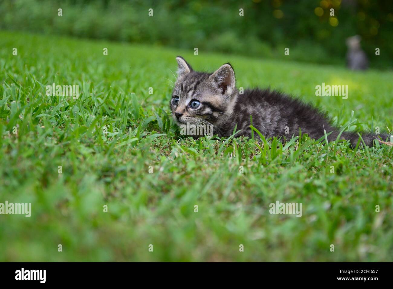 Cute baby tabby kitten in the grass on a summer day Stock Photo - Alamy
