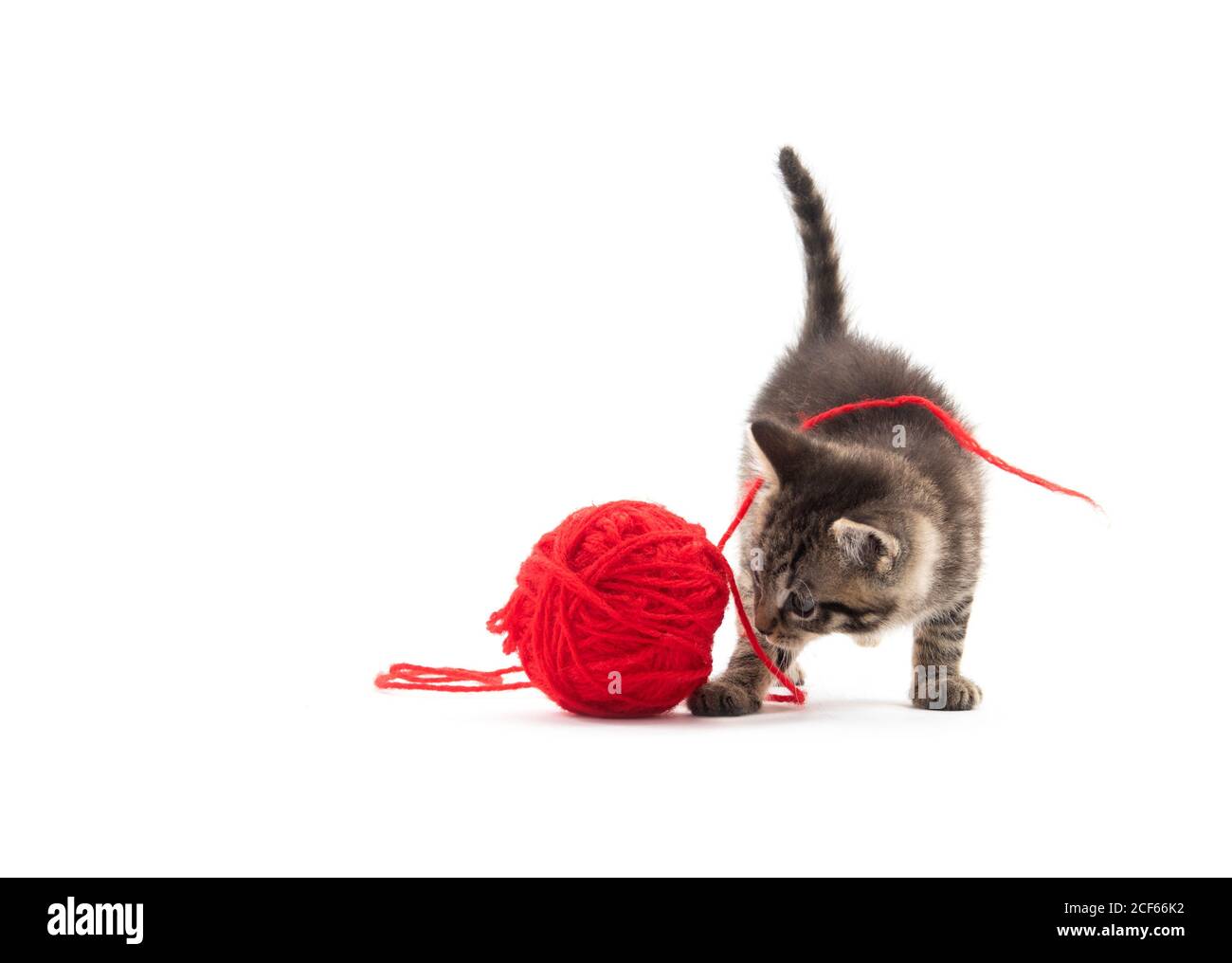 Cute baby tabby kitten playing with a ball of red yarn isolated on ...