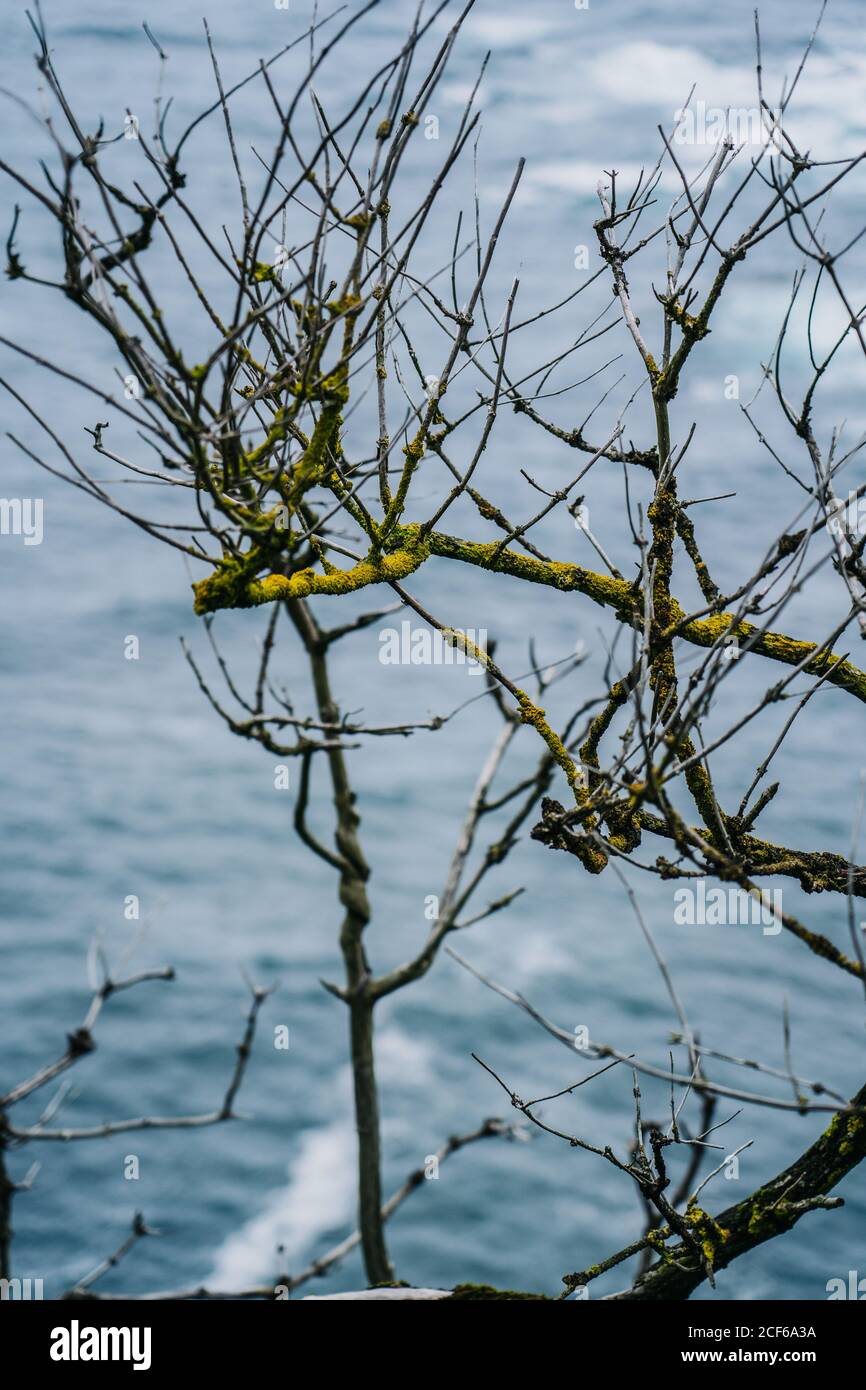 Tangled branches tree hi-res stock photography and images - Alamy