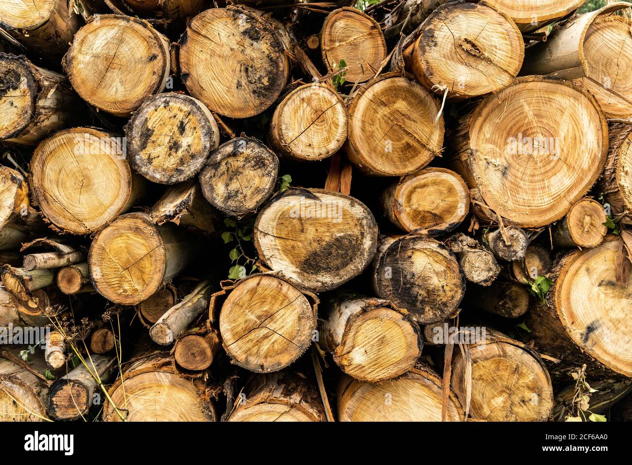 Pile cut logs stacked outdoors hi-res stock photography and images - Alamy