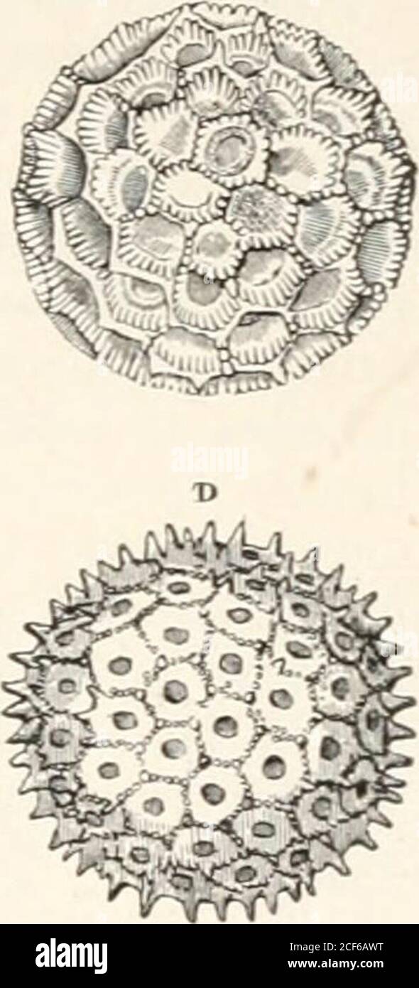 . The microscope and its revelations. FIG. 565.—Pollen-grains of—A, Altlxea rosea(hollyhock); B, Cobcca scandens ; C, Passi-flora carulea ; D, Iponitea pnrjiurea. 722 MICROSCOPIC STRUCTURE OF PHANEROGAMIC PLANTS upon ;i l&gt;l;ick .surface. They are then, when properly illuminated,most beautiful objects for objectives of §-, 1-, H-, or 2-in. focus,especially with the binocular microscope.1 There are, in fact, few more interesting objects for the youngmicioscopist than pollen-grains, both from the ease with which theycan always be procured, and the almost infinite variety and beautyin their for Stock Photo