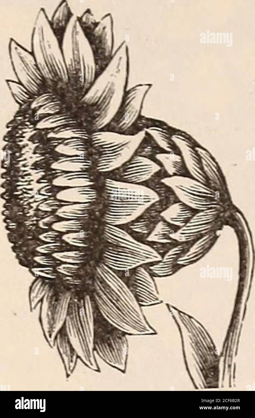 . Vick's floral guide. y. With this precautionthey make a desirable additionto our stock of Everlastings.All the varieties have yellowflowers. The seeds are veryfine and should be sown underV glass, or much success is notto be anticipated, though theycome up well in a light soil. Waitzia aurea, fine yellow, 25 grandiflora, flowers large, golden yellow, ... 25 XERANTHEMUM. Xeranthemums are free-bloom-ing annuals of a very neat, com-pact habit, and growing lessn than a foot in height. Theleaves are silver)- and flowersabundant on strong stems, andare purple, rose, and white.Seeds germinate freel Stock Photo