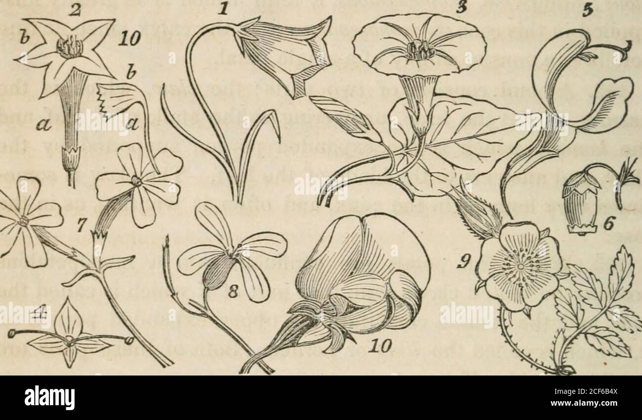 . A class-book of botany, designed for colleges, academies, and other seminaries ... Illustrated by a flora of the northern, middle, and western states; particularly of the United States north of the Capitol, lat. 38 3/4. lows: 1. Campanulate (bell-shaped), having the tube wide, andswelhng abruptly at the base, as in the bell-flower (Cam-panula). 2. Infundibuliform- (funnel-form), tubular at the base, butgi-adually enlarging towards the border. Ex. morning glory,tobacco. 3. Hijpocrateriform (salver-fomi), the tube ending abruptly ina border spreading horizontally. Ex. Plilox. 4. Rotate (Avheel Stock Photo