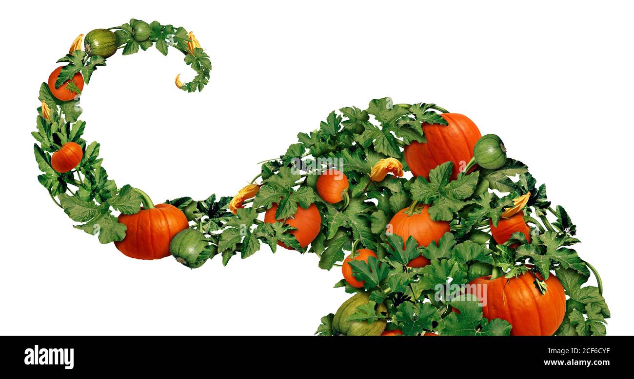Pumpkin swirl and halloween pumpkins with leaves as an autumn holiday design decorative element element with a growing vine full of harvest plants. Stock Photo