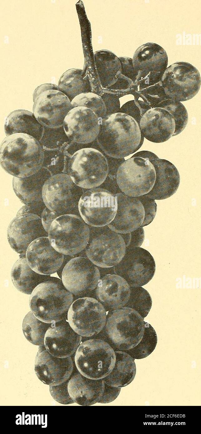 Fruit Culture T W Lt I Fig 36 Fig 37 50 13 Grape Culture 51 By Little The Bacchus Is Superseding Its Parent The Vinesare 4gorous Hardy And Productive Free Fruit Culture T W Lt I Fig 36 Fig 37 50 13 Grape Culture 51 By Little The Bacchus Is Superseding Its Parent The Vinesare 4gorous Hardy And Productive Free