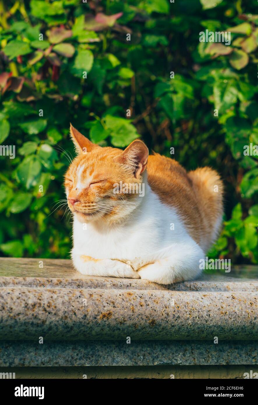 Shy tabby cat outdoors hi-res stock photography and images - Alamy