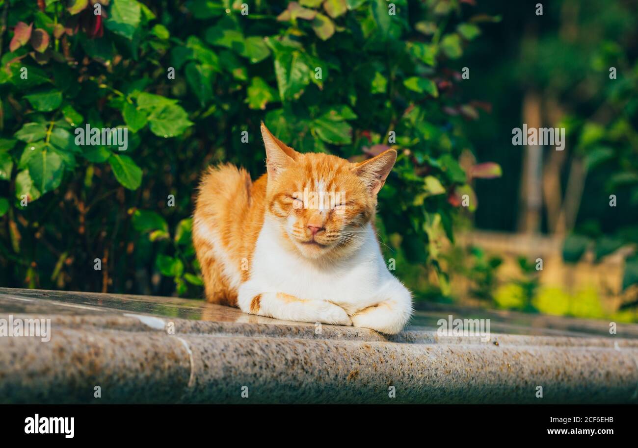 Shy tabby stray cat hi-res stock photography and images - Alamy