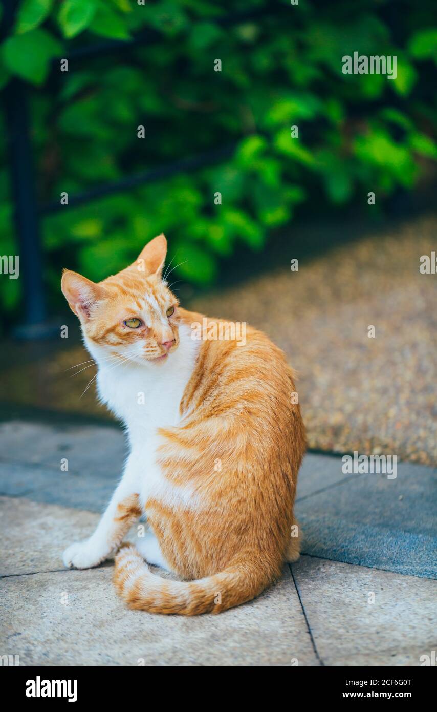 Shy tabby stray cat hi-res stock photography and images - Alamy