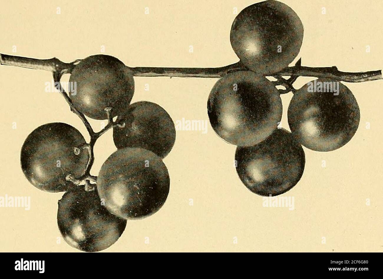 . [Fruit culture]. Fig. 27 § 13 24909. Fig. 28 Stock Photo Alamy